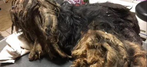 550€ d'amende pour la propriétaire de Bob