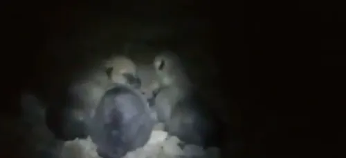 Les louveteaux sont nés au Parc Argonne Découverte