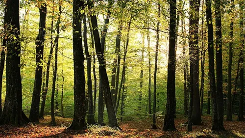 Un homme tout nu repéré dans les bois