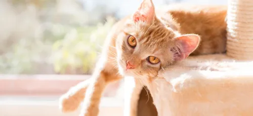 Le refuge Charlotte Even va rouvrir à Fagnières
