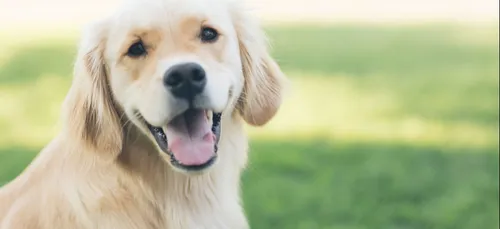 977 animaux adoptés pendant le confinement à la SPA