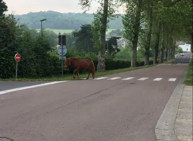 Un cheval en vadrouille