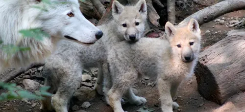 Bientôt la réouverture du parc Argonne Découverte