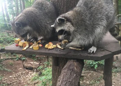 Soigneur animalier d'un jour