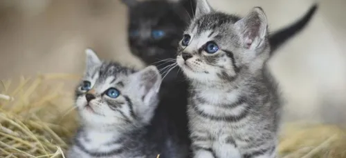 Un jeune tue trois chatons "pour s'amuser" à Troyes