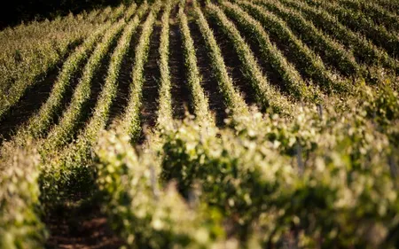 Le top 50 des vignobles