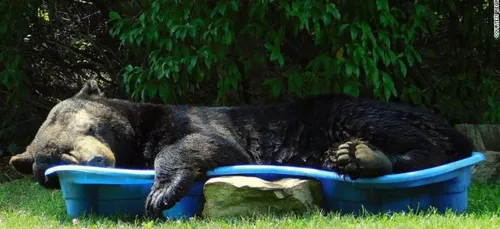 Mamie? Il y a un ours dans la piscine