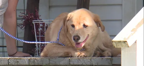 Un chien retrouve son ancienne maison en parcourant 100 km