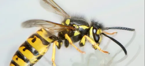 Gare aux guêpes !