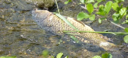 La fédération de pêche des Ardennes porte plainte contre Neslté