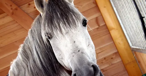 Nouvelle tentative d'agression sur un cheval