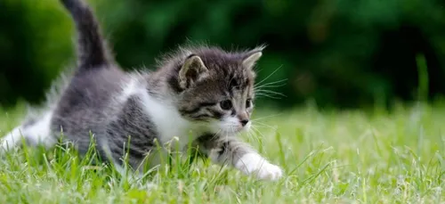 Un chaton victime d'une partie de football à Charleville