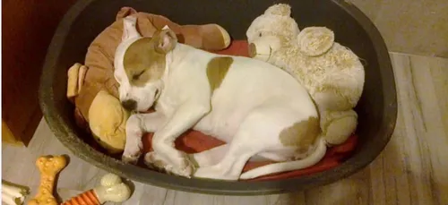 Vol à Reims :  un chiot arraché à sa maîtresse