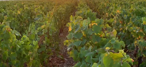 Les UV : une alternative aux pesticides