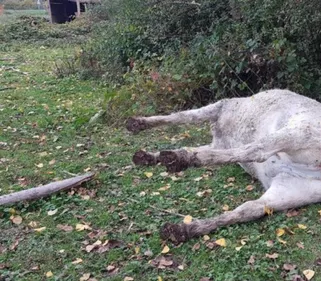 Une jument tuée et mutilée