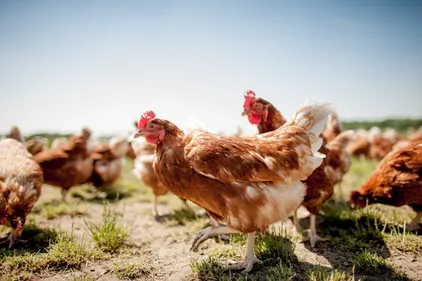 Alerte à la grippe aviaire