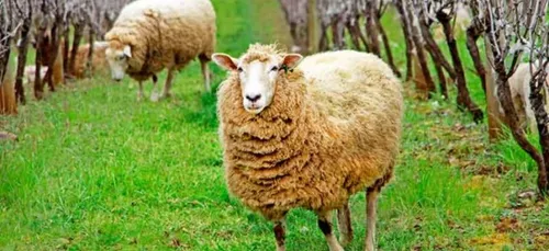 14 moutons de Moët & Chandon ont été volés