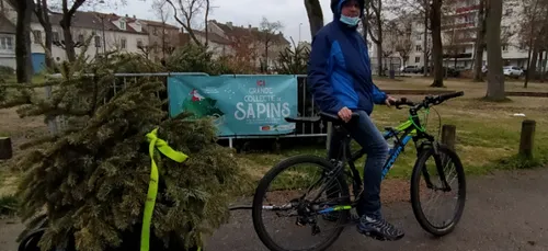 Reims: un coursier récupère les sapins à vélo