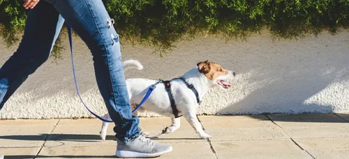 Alerte aux tentatives d'enlèvements de chiens à Reims