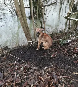 Ils découvrent un chien attaché à un arbre