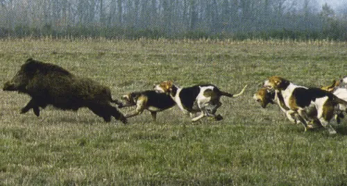 Huit chiens meurent suite à des chasses au sanglier