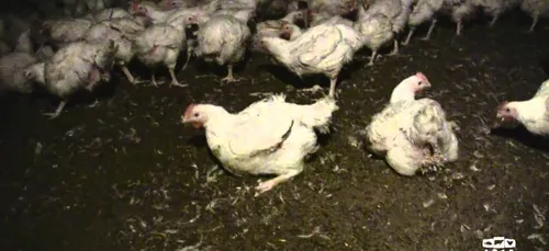 L214 va manifester devant Subway à Reims