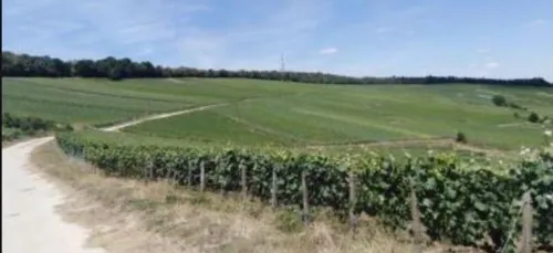 Devenez vigneron à l'international