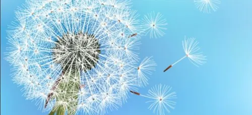 Devenez sentinelle pollen