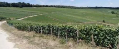 Une maison de champagne recrute