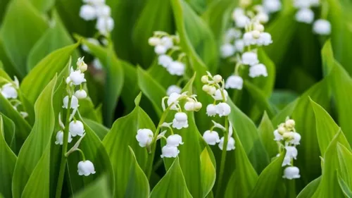 Le gouvernement fait une fleur pour la vente de muguet le 1er mai