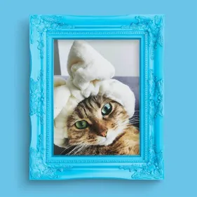 Reims sacre ses animaux