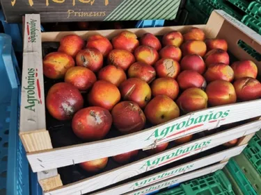 Saisie de fruits avariés