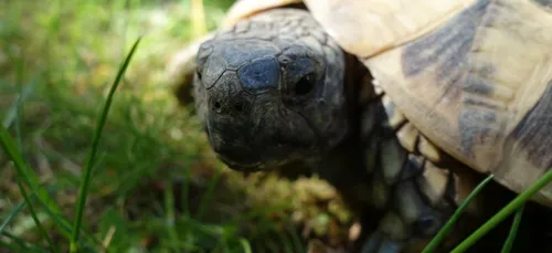 Ils tentent de voler des tortues