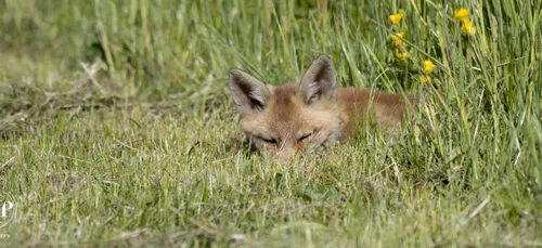 Le renardeau s'endort aux pieds du photographe