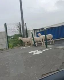 Moutons en vadrouille