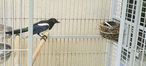 Où est passée Lucy ?