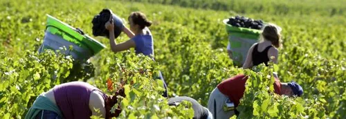 Les rendements pour la vendange 2016