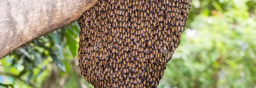 les abeilles en force dans un jardin public à Troyes !