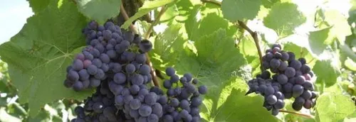 Report du procès des "marchands de sommeil" dans le vignoble