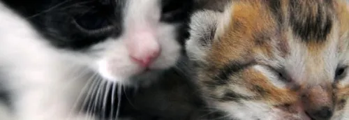 Chatons massacrés à Revin