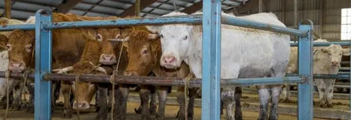 Un boeuf à l'agonie, abandonné à Rethel