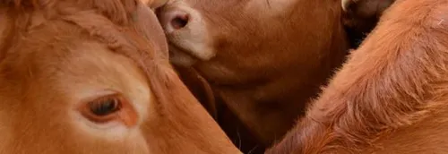 Pétition dans l'affaire du boeuf abandonné à Rethel : 23.000...