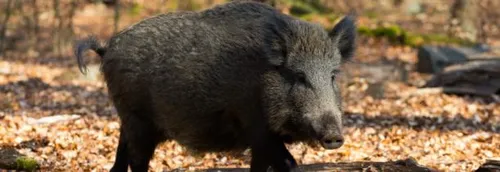 La partie de chasse tourne mal