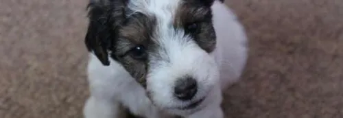 Un chiot enfermé dans un sac poubelle