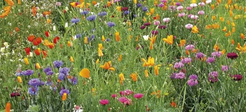 La ville de Thouars crée le permis de végétaliser