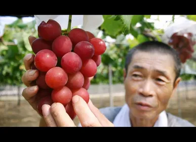 Une grappe de raisin adjugée à 10 000 euros