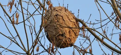 Attention, des frelons asiatiques sont actuellement signalés à...