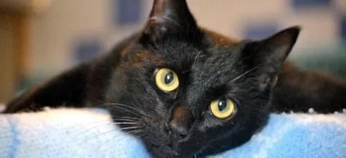 En changeant votre pare-brise dans cet endroit, vous offrez 100€ à...