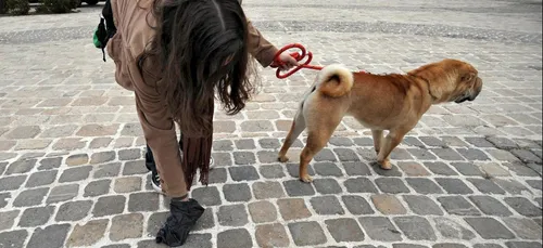 Dans cette ville du Pas-de-Calais, les chiens en promenade devront...