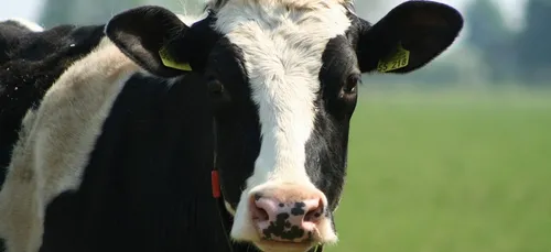 Boulonnais : un cheptel de vaches abattu pour un veau atteint de...